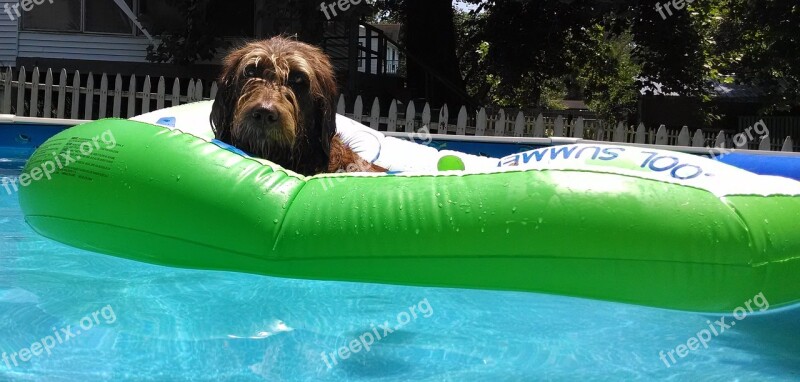 Labradoodle Pool Raft Relaxation Sun Pool