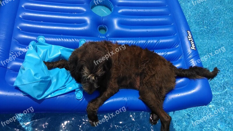 Labradoodle Pool Raft Dog Summer Relaxing