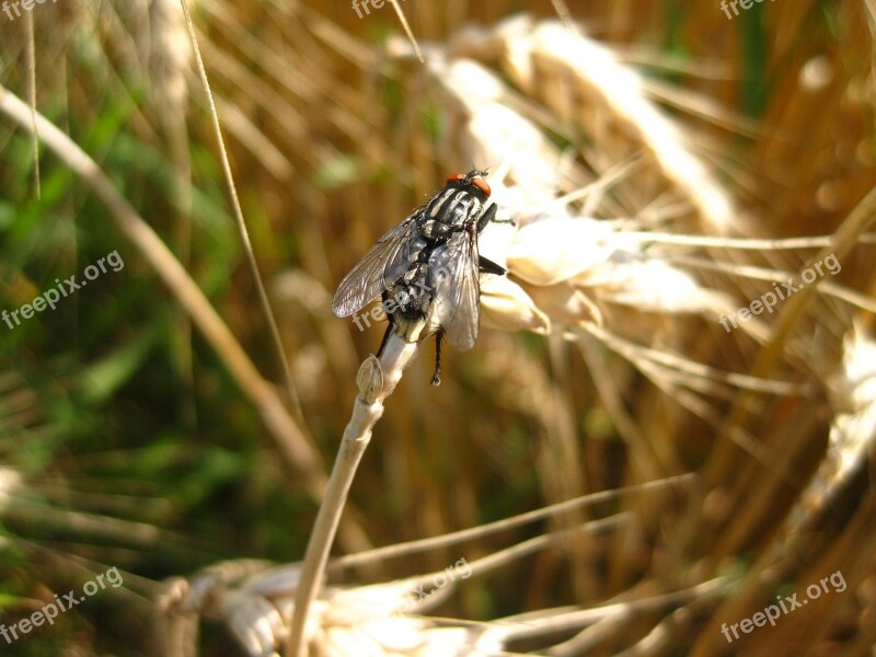 Fly Ear Cereals Field Nature