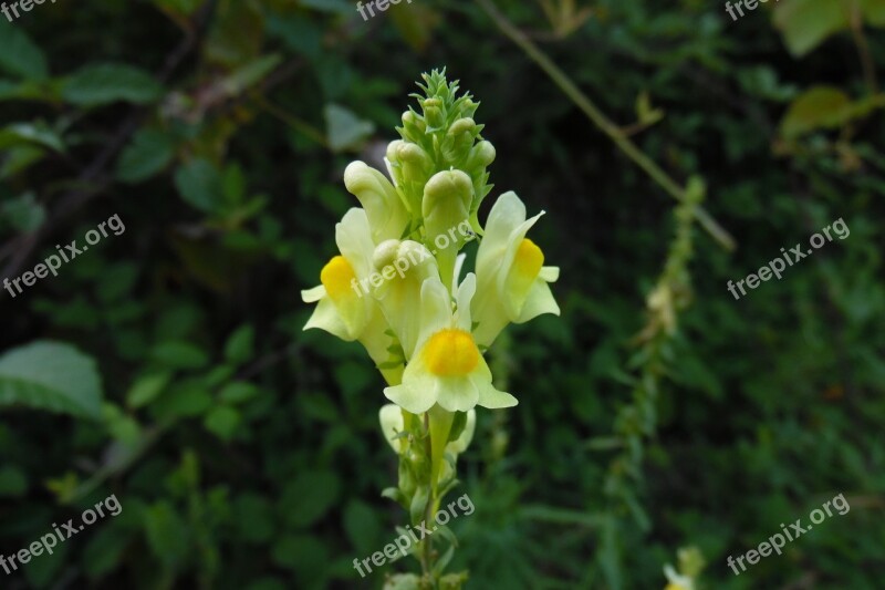 Linaria Vulgaris Flower Nature Yellow Yellow Flower