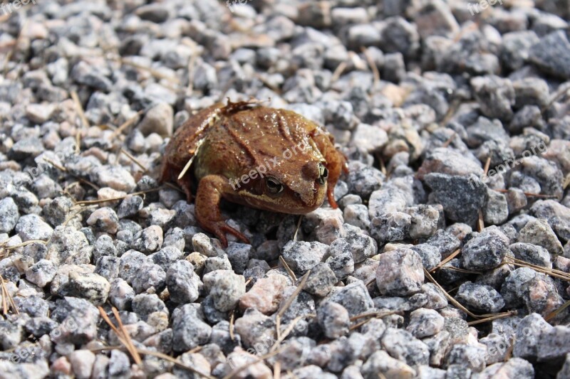 Frog Gravel Brown Animal Close-up