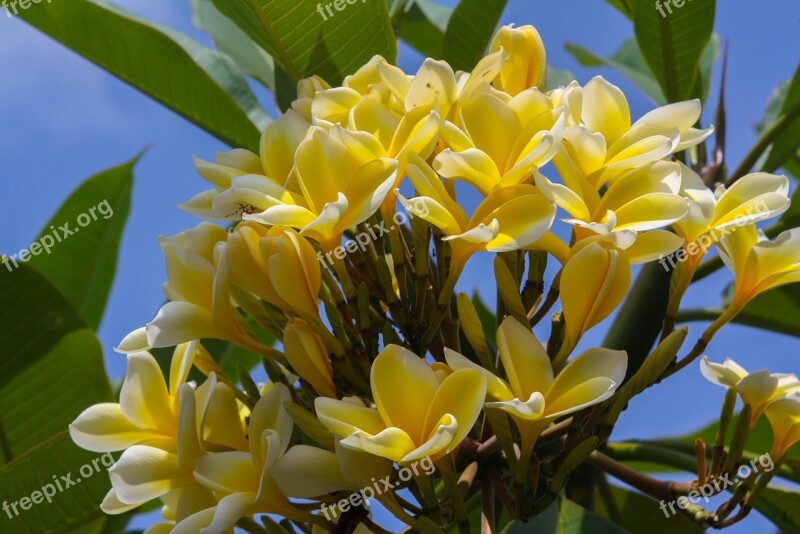 Frangipani Pomelia Yellow Plumeria Flowers Nature