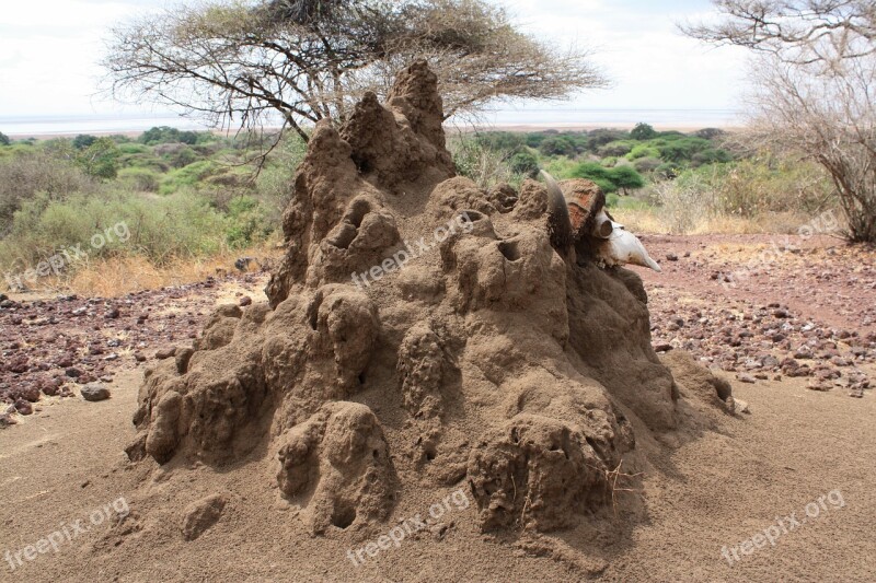 Termitiera Safari Tanzania Karater Ngorongoro Africa