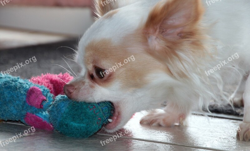 Dog Chihuahua White Brown German Longhaired Pointer Pets