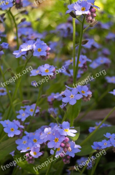 Nots Flowers Spring Blue Myosotis