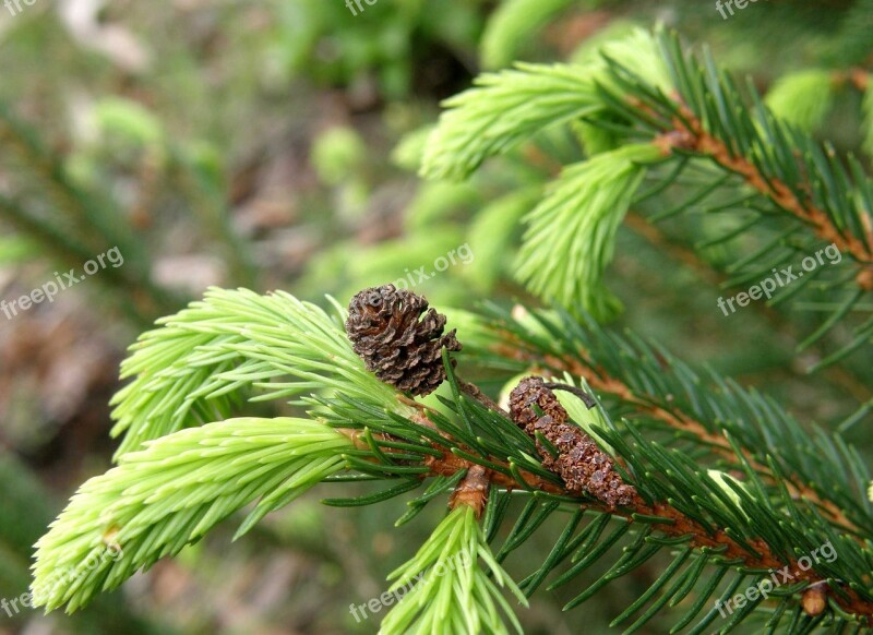 Tree Tap Needles Nature Green