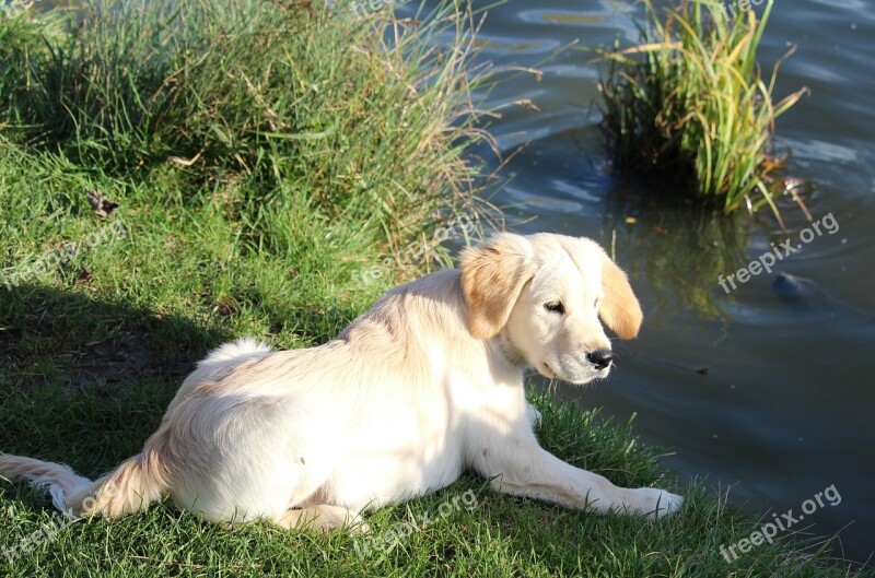 Puppy Golden Retriever Sand Animal Pet