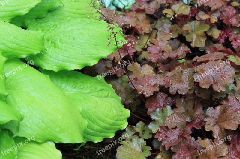 Hosta Coral Bells Garden Organic Green