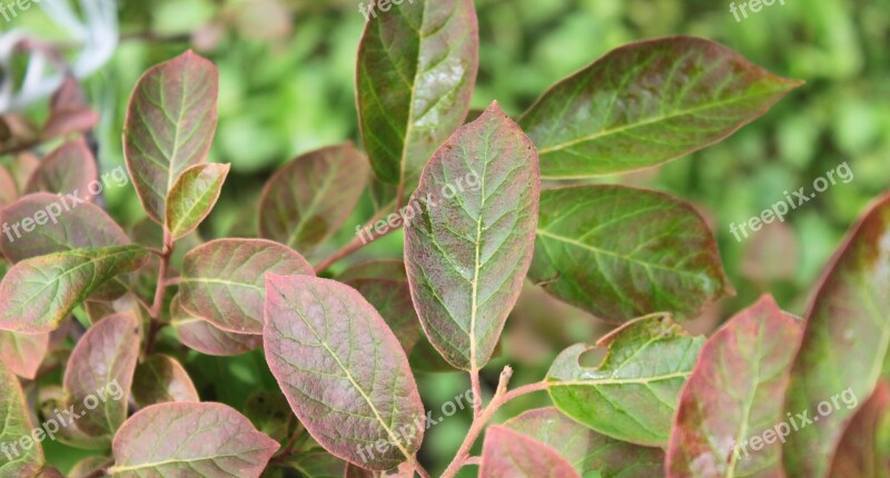 Background Texture Persimmon Leaf Leaves