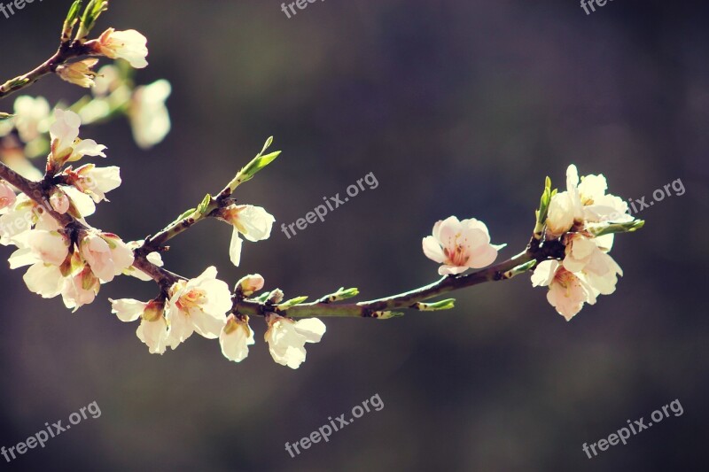 Spring Bloom Branch Garden Flowers