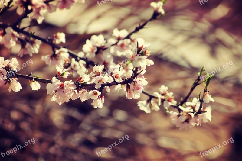 Spring Bloom Branch Garden Flowers