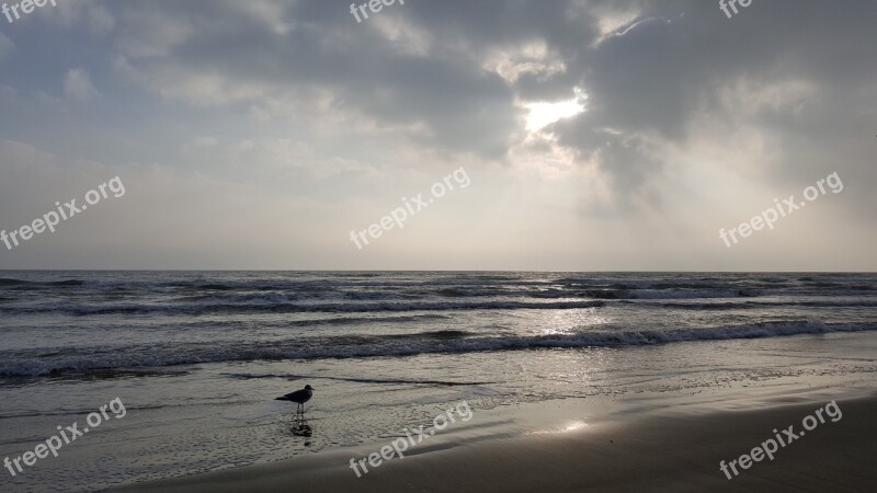 Beach Bird On A Beach Seagull On A Beach Seagull Beach Shore