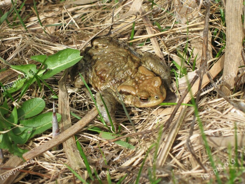 Frog Green Grass Pond Wet