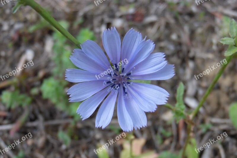 Chicory Flower Nature Macro Delicate Flower Small Flower