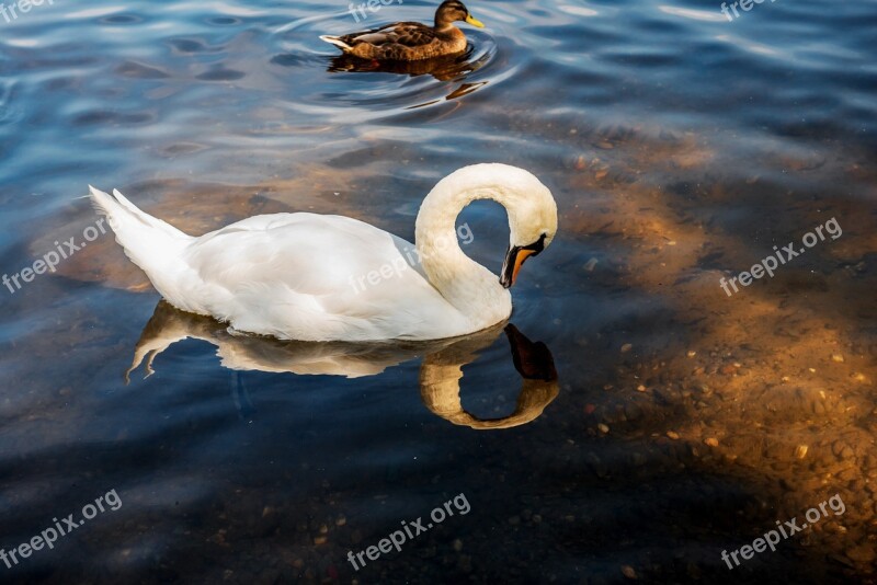 Swan Water White Nature Animal World