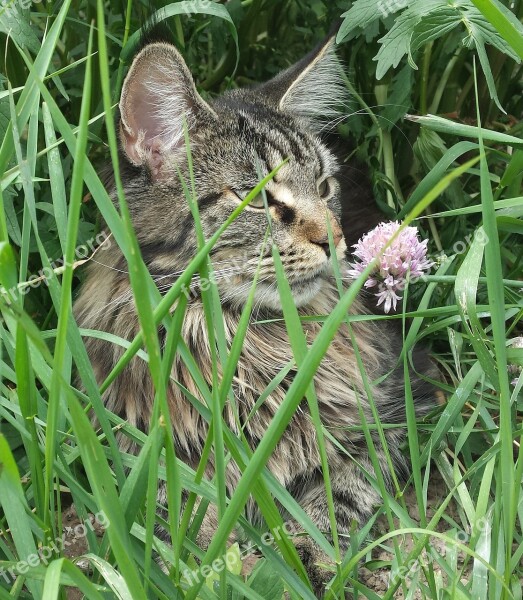 Cat Maine Coon Pet Maine Coon Cat Cat Face