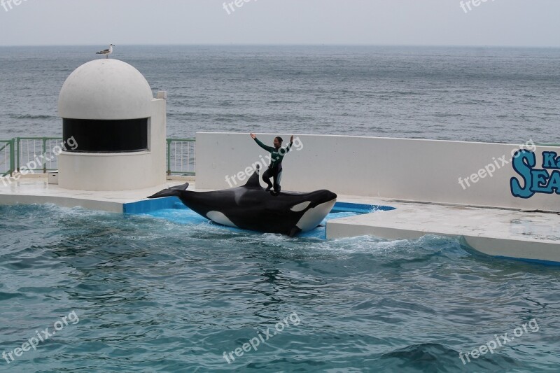 Seaworld Aquarium Killer Whale Aquatic Performance