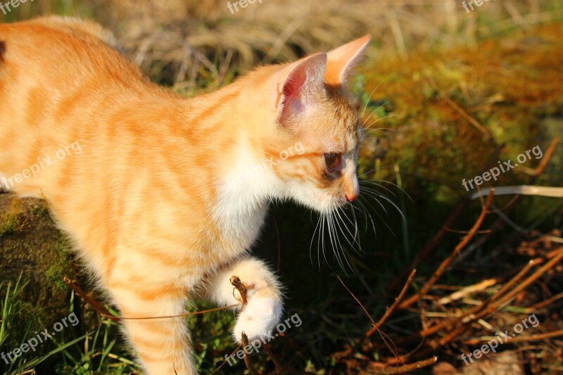 Cat Kitten Red Mackerel Tabby Cat Baby Red Cat