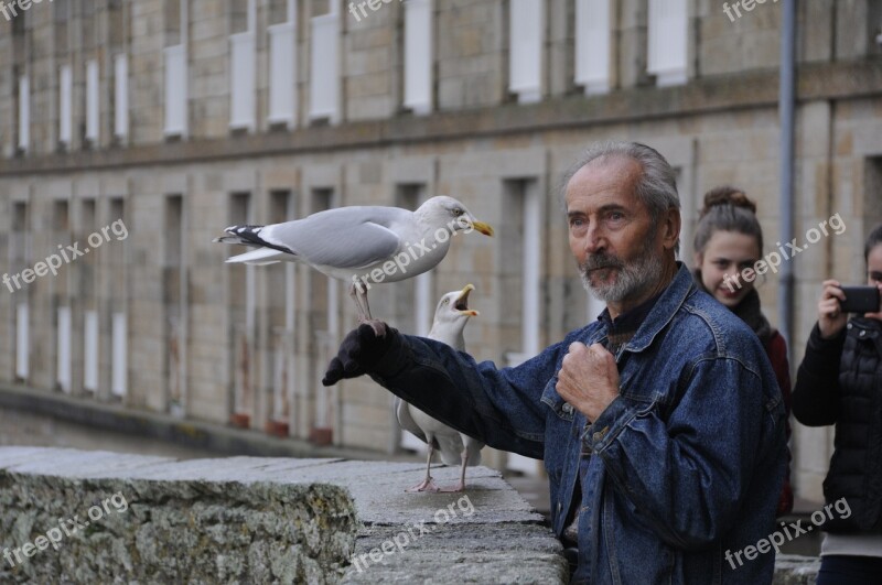 Gull Bird Eat Seed Sea Bird