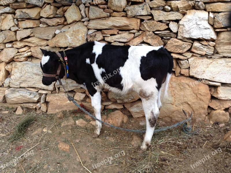 Cow Baby Cow Farm Animal Cattle