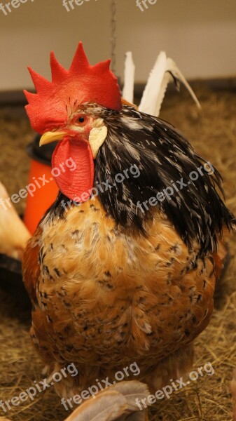 Cockerel Red Proud Rooster Livestock