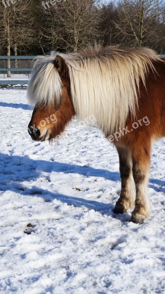 Icelandic Horse Snow Iceland Animal