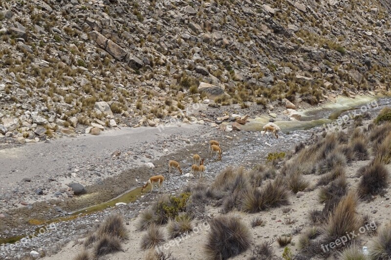 Vicunas Andes Peru Andean Animals Dry River