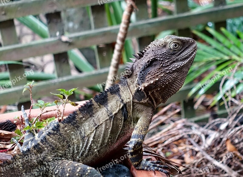 Water Dragon Lizard Reptile Wildlife Australia