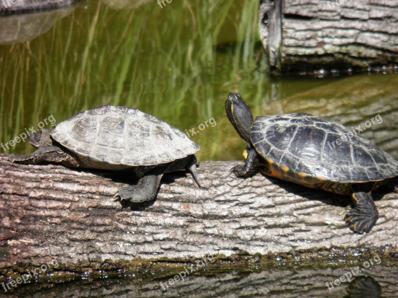 Animal Animals Turtles Couple Zoo