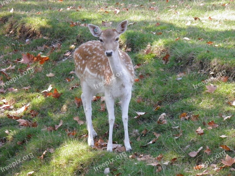 Animal Animals Nature Deer Zoo