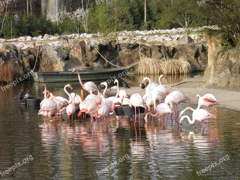 Animals Nature Pink Flamingo Birds Feathers