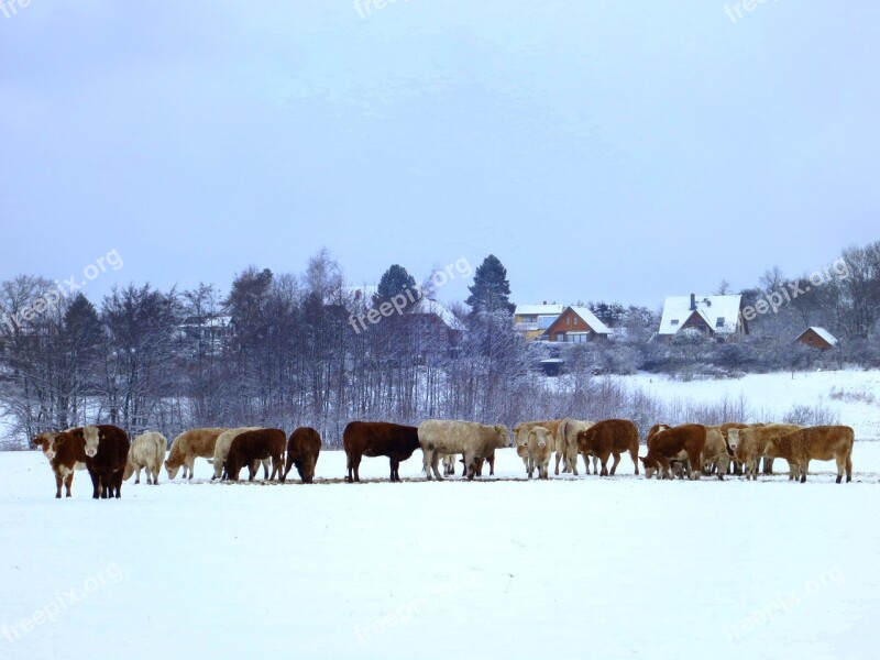 Cows Cow Herd Winter Agriculture Animals