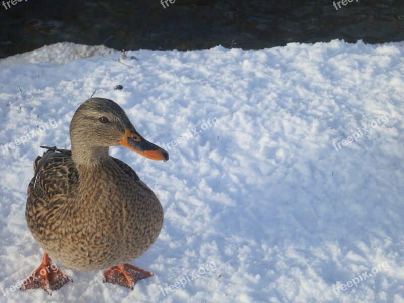 Duck Snow Bird Winter Pond