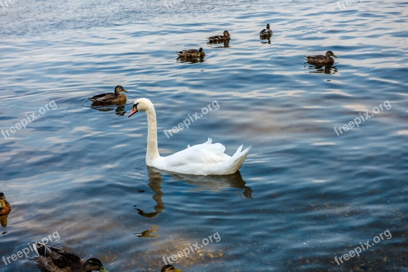 Swan Water White Nature Animal World