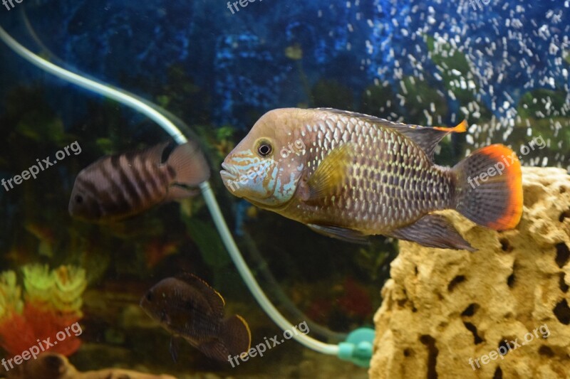 Fish Aquarium Acar Piranha Water