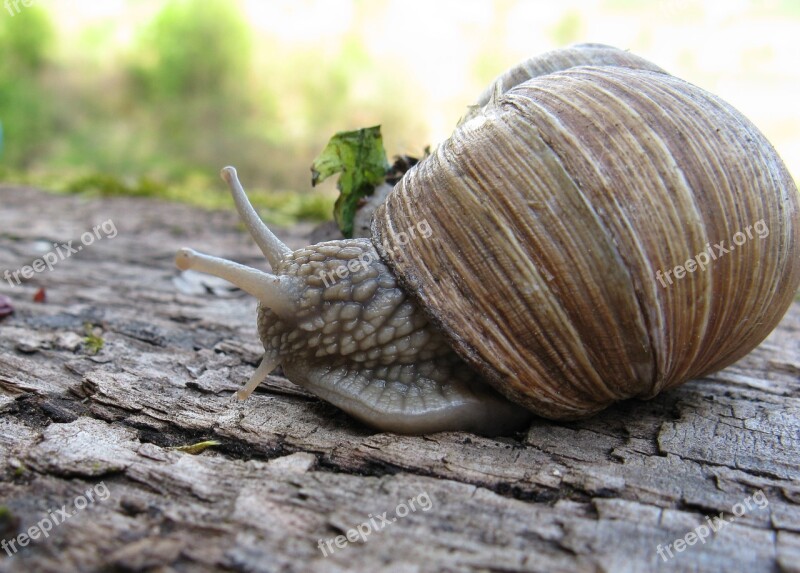 Snail Helix Pomatia Shell Mollusk Nature