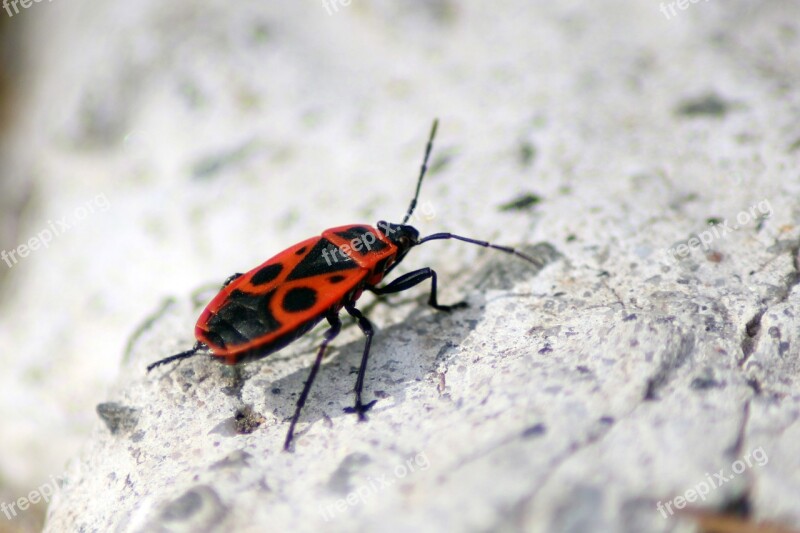 Bug Closeup Antenna Insect Nature