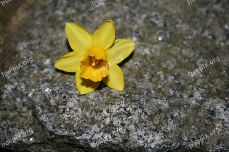 Daffodil Flourished Yellow Flower Plant