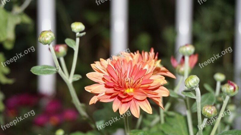 Chrysanthemum Small Chrysanthemum Bud Free Photos