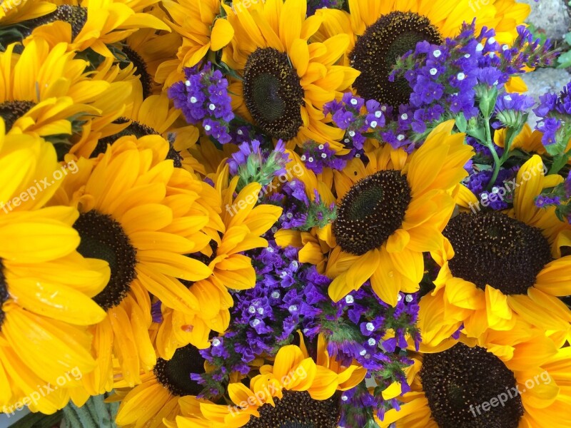 Sunflowers Yellow Flower Nature Summer