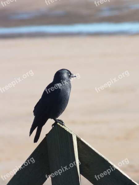 Crow Bird Black Nature Alnmouth