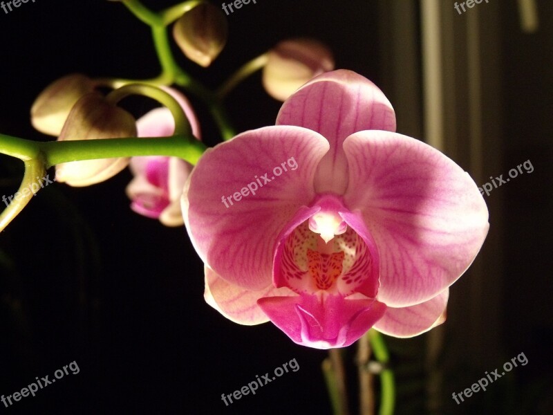 Flower Orchid Macro Orchis Closeup