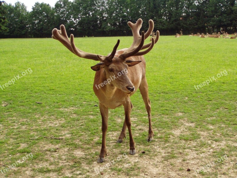 Hirsch Red Deer Wildlife Park Poing Free Photos