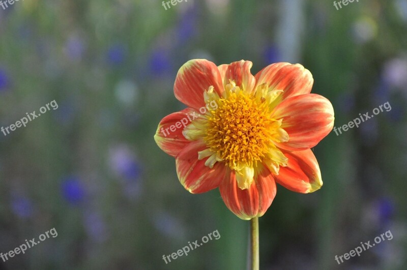 Flowers Dahlias Plant Flower Dahlia