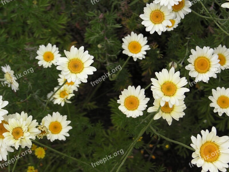 Flowers White Yellow Blossom Bloom