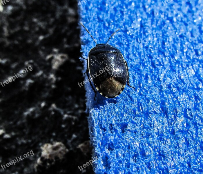 Beetle Blue Colour Metallic Insect