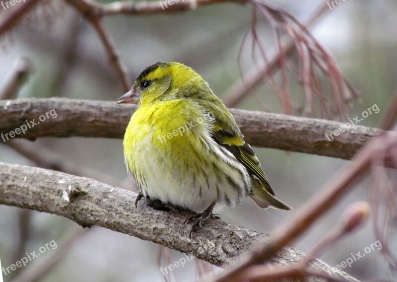 Nature Birds Eurasian Siskin Men's Spring