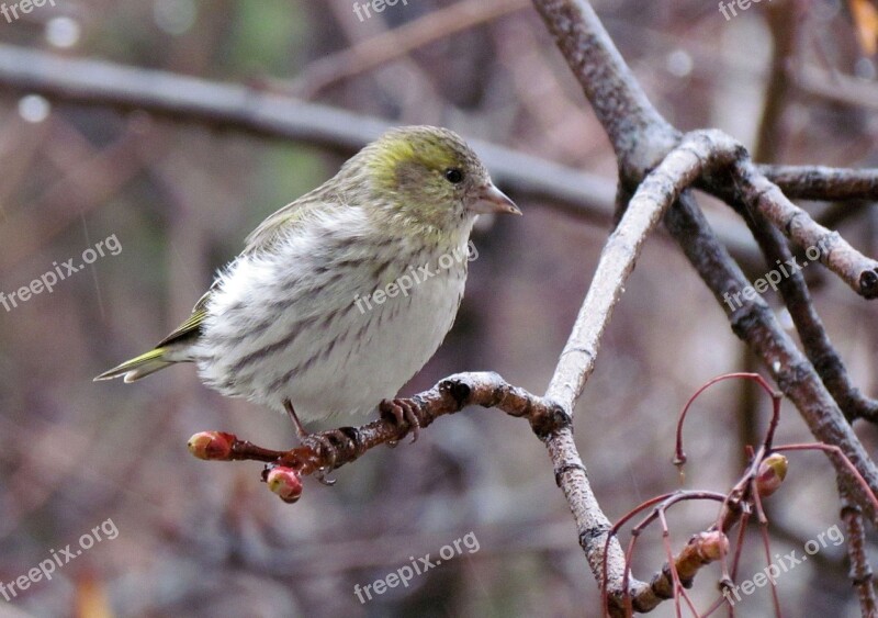 Nature Birds Eurasian Siskin Female Spring