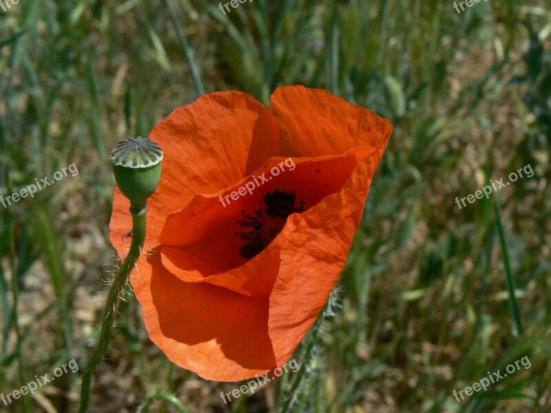 Poppy Red Bud Grass Green