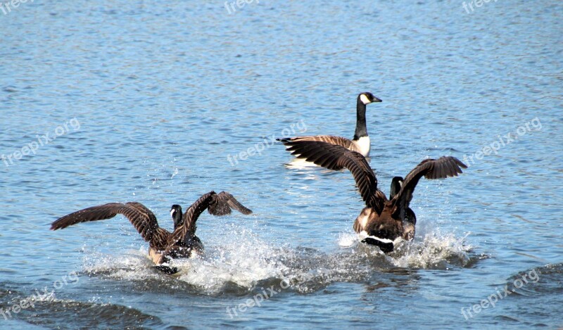 Geese Canada Geese Branta Canadensis Water Bird Animal